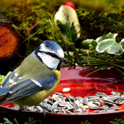 Mietrecht: Vögel dürfen auf dem Balkon gefüttert werden - aber Tauben sind tabu!